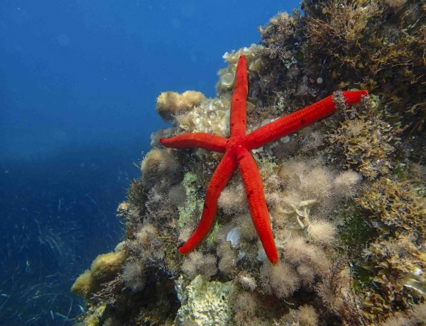 ALLA SCOPERTA DEL MONDO SOMMERSO