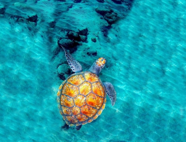 Il mare. Laboratorio sul mare e sui suoi abitanti